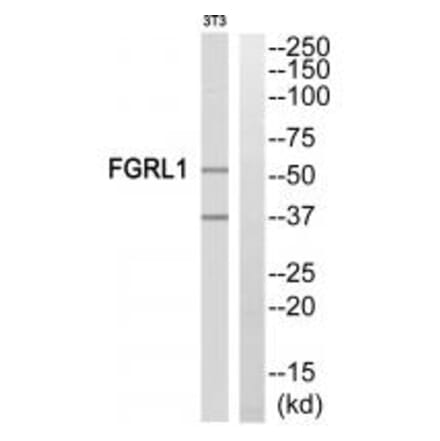 Western blot - FGFRL1 Antibody from Signalway Antibody (35217) - Antibodies.com