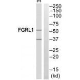 Western blot - FGFRL1 Antibody from Signalway Antibody (35217) - Antibodies.com