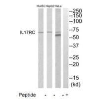Western blot analysis of extracts from HeLa, HepG2 and HuvEc cells, using IL17RC antibody #35223.