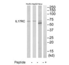 Western blot - IL17RC Antibody from Signalway Antibody (35223) - Antibodies.com