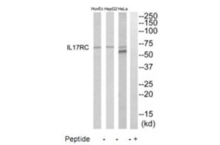 Western blot - IL17RC Antibody from Signalway Antibody (35223) - Antibodies.com