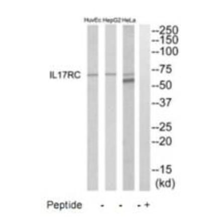 Western blot - IL17RC Antibody from Signalway Antibody (35223) - Antibodies.com