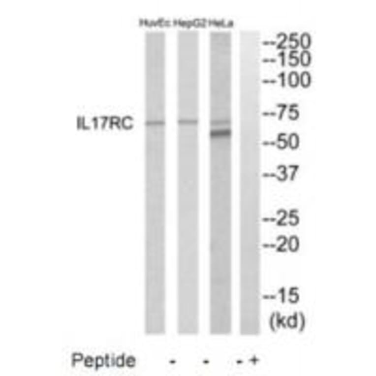 Western blot - IL17RC Antibody from Signalway Antibody (35223) - Antibodies.com