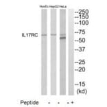 Western blot - IL17RC Antibody from Signalway Antibody (35223) - Antibodies.com