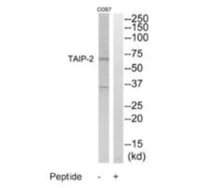 Western blot - TAIP-2 Antibody from Signalway Antibody (35238) - Antibodies.com