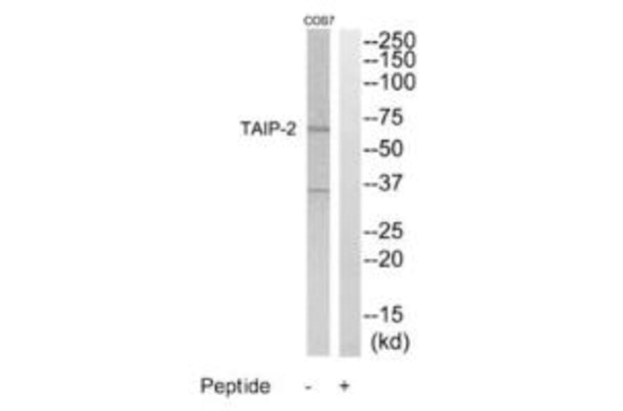 Western blot - TAIP-2 Antibody from Signalway Antibody (35238) - Antibodies.com