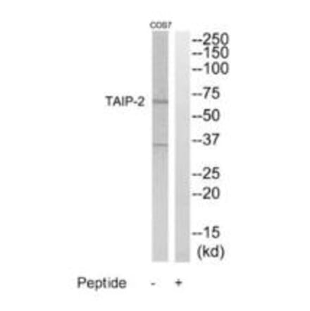 Western blot - TAIP-2 Antibody from Signalway Antibody (35238) - Antibodies.com