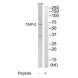 Western blot - TAIP-2 Antibody from Signalway Antibody (35238) - Antibodies.com