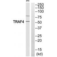 Western blot analysis of extracts from 3T3 cells, using TRAF4 antibody #35240.