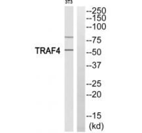 Western blot - TRAF4 Antibody from Signalway Antibody (35240) - Antibodies.com