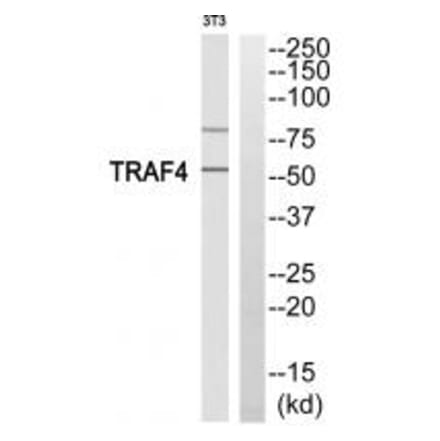 Western blot - TRAF4 Antibody from Signalway Antibody (35240) - Antibodies.com