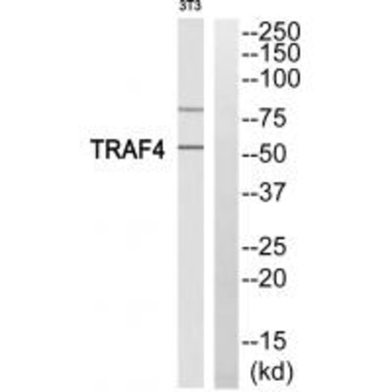 Western blot - TRAF4 Antibody from Signalway Antibody (35240) - Antibodies.com