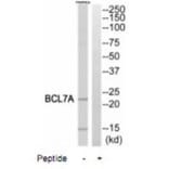 Western blot - BCL7A Antibody from Signalway Antibody (35248) - Antibodies.com