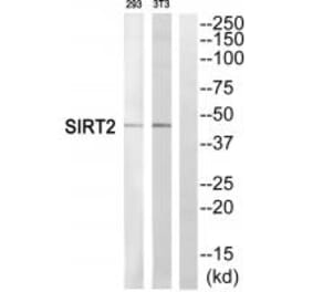 Western blot - SIRT2 Antibody from Signalway Antibody (35274) - Antibodies.com