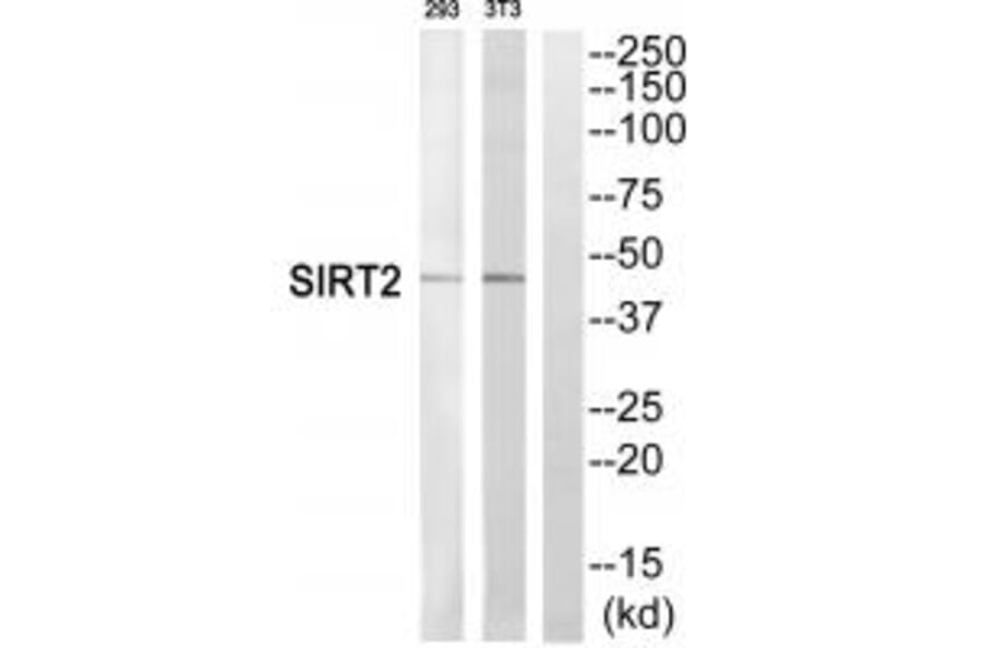 Western blot - SIRT2 Antibody from Signalway Antibody (35274) - Antibodies.com