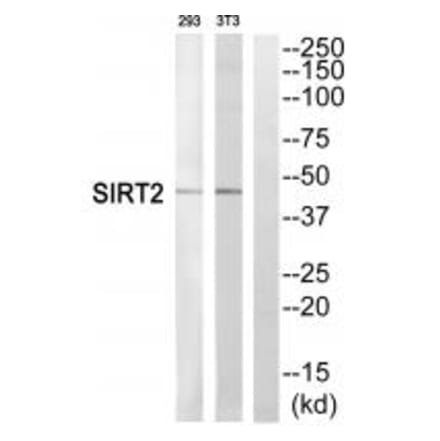 Western blot - SIRT2 Antibody from Signalway Antibody (35274) - Antibodies.com