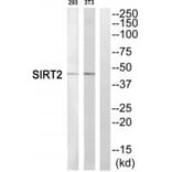 Western blot - SIRT2 Antibody from Signalway Antibody (35274) - Antibodies.com