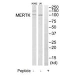 Western blot - MERTK Antibody from Signalway Antibody (35290) - Antibodies.com