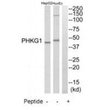 Western blot - PHKG1 Antibody from Signalway Antibody (35293) - Antibodies.com