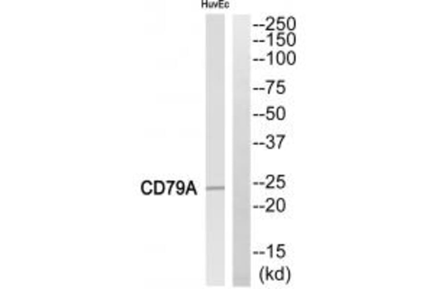 Western blot - CD79A Antibody from Signalway Antibody (35306) - Antibodies.com
