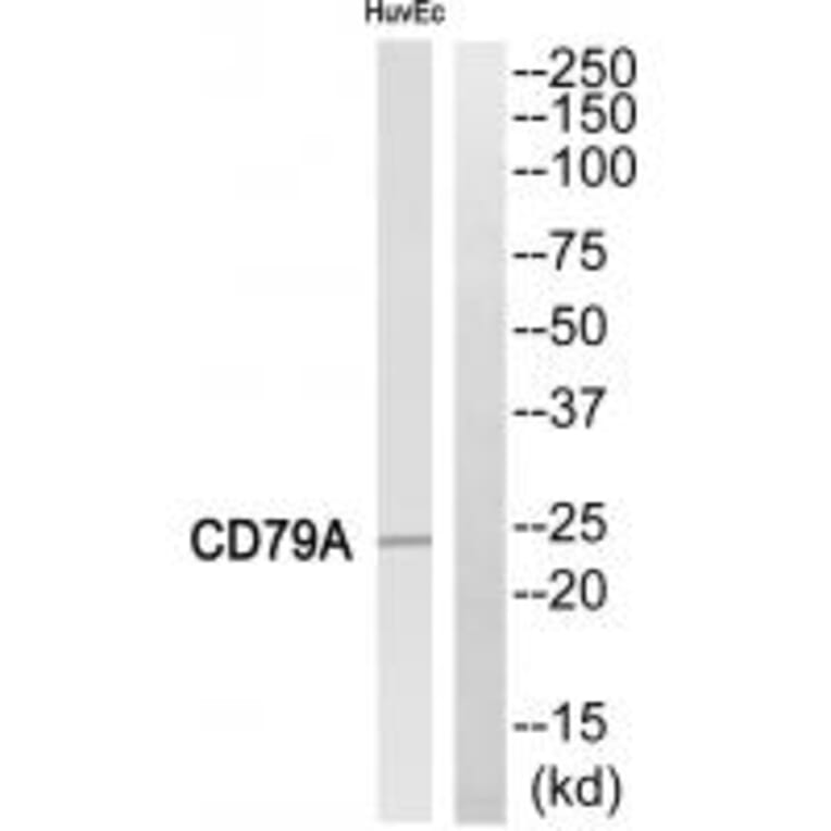 Western blot - CD79A Antibody from Signalway Antibody (35306) - Antibodies.com