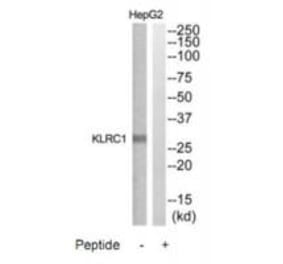 Western blot - KLRC1 Antibody from Signalway Antibody (35310) - Antibodies.com