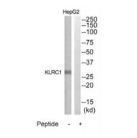 Western blot - KLRC1 Antibody from Signalway Antibody (35310) - Antibodies.com