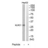 Western blot - KLRC1 Antibody from Signalway Antibody (35310) - Antibodies.com
