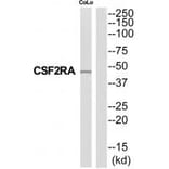 Western blot - CSF2RA Antibody from Signalway Antibody (35318) - Antibodies.com