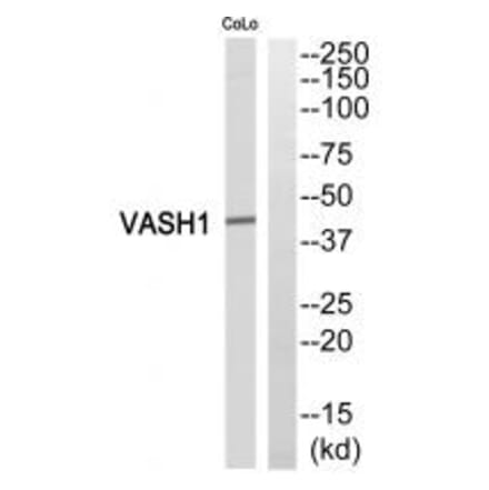 Western blot - VASH1 Antibody from Signalway Antibody (35319) - Antibodies.com