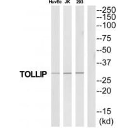 Western blot - TOLLIP Antibody from Signalway Antibody (35328) - Antibodies.com
