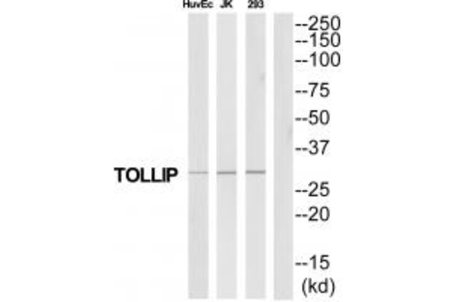 Western blot - TOLLIP Antibody from Signalway Antibody (35328) - Antibodies.com