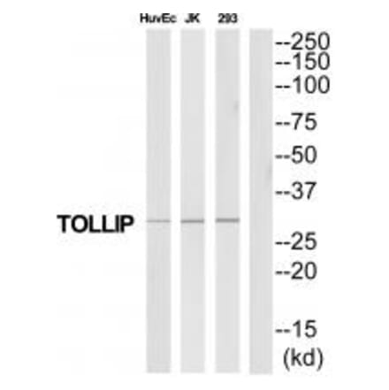 Western blot - TOLLIP Antibody from Signalway Antibody (35328) - Antibodies.com