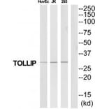 Western blot - TOLLIP Antibody from Signalway Antibody (35328) - Antibodies.com