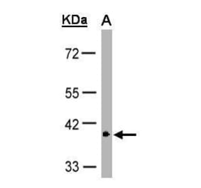 GPR146 Antibody from Signalway Antibody (35332) - Antibodies.com