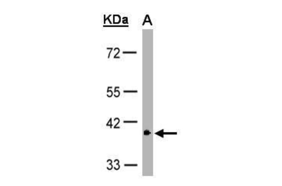 GPR146 Antibody from Signalway Antibody (35332) - Antibodies.com