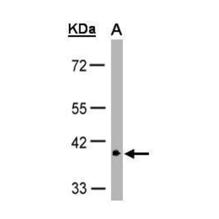 GPR146 Antibody from Signalway Antibody (35332) - Antibodies.com