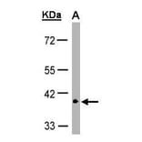 GPR146 Antibody from Signalway Antibody (35332) - Antibodies.com