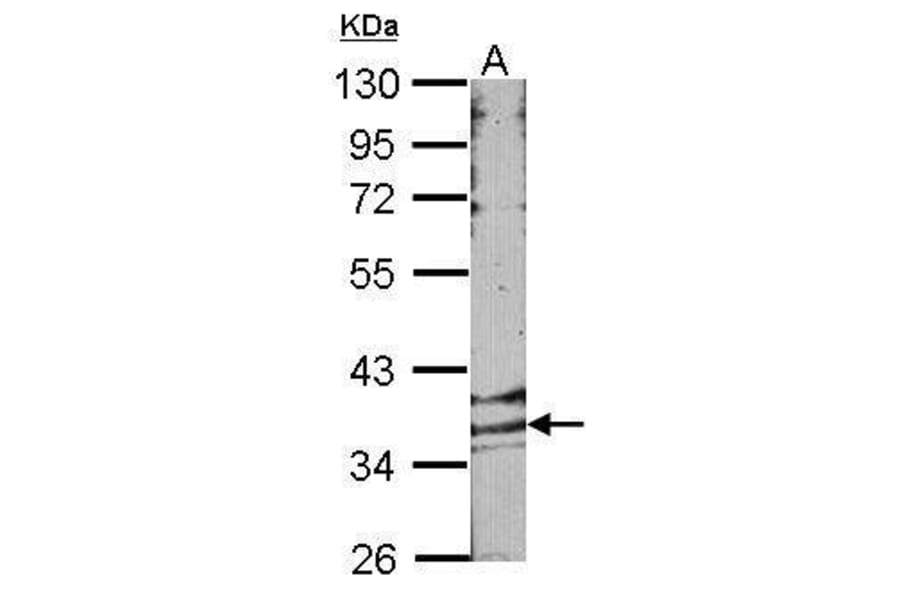 GPR146 Antibody from Signalway Antibody (35332) - Antibodies.com