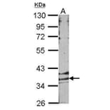 GPR146 Antibody from Signalway Antibody (35332) - Antibodies.com