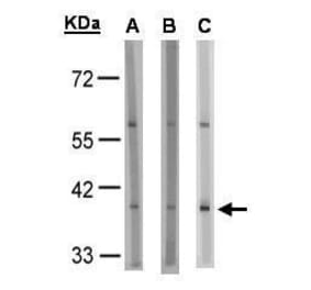 GPR91 Antibody from Signalway Antibody (35337) - Antibodies.com