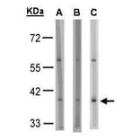 GPR91 Antibody from Signalway Antibody (35337) - Antibodies.com