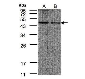 EIF4A2 Antibody from Signalway Antibody (35372) - Antibodies.com