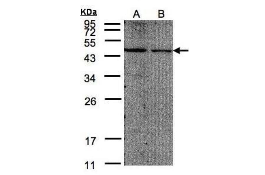 EIF4A2 Antibody from Signalway Antibody (35372) - Antibodies.com