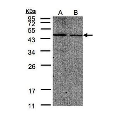 EIF4A2 Antibody from Signalway Antibody (35372) - Antibodies.com