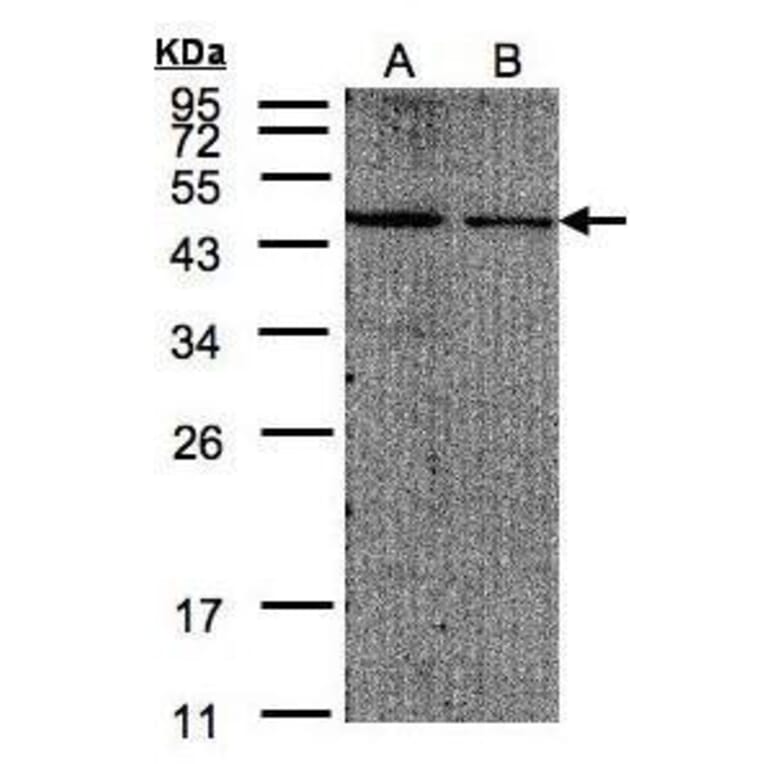 EIF4A2 Antibody from Signalway Antibody (35372) - Antibodies.com