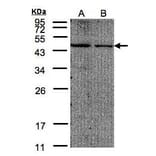 EIF4A2 Antibody from Signalway Antibody (35372) - Antibodies.com