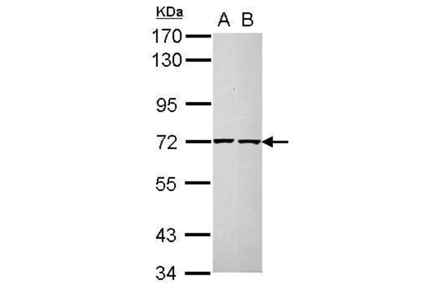 CDC25A Antibody from Signalway Antibody (35386) - Antibodies.com