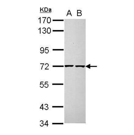 CDC25A Antibody from Signalway Antibody (35386) - Antibodies.com
