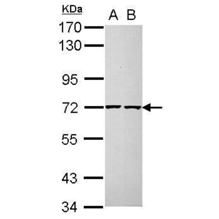 CDC25A Antibody from Signalway Antibody (35386) - Antibodies.com